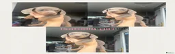 Miniature Dachshund dogs for sale: Beautiful mini dachshunds for sale  - Advert 10