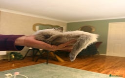 Ragdoll cats for sale: Title: Pure and  Fluffy Pedigree Ragdoll Kittens - Image 9