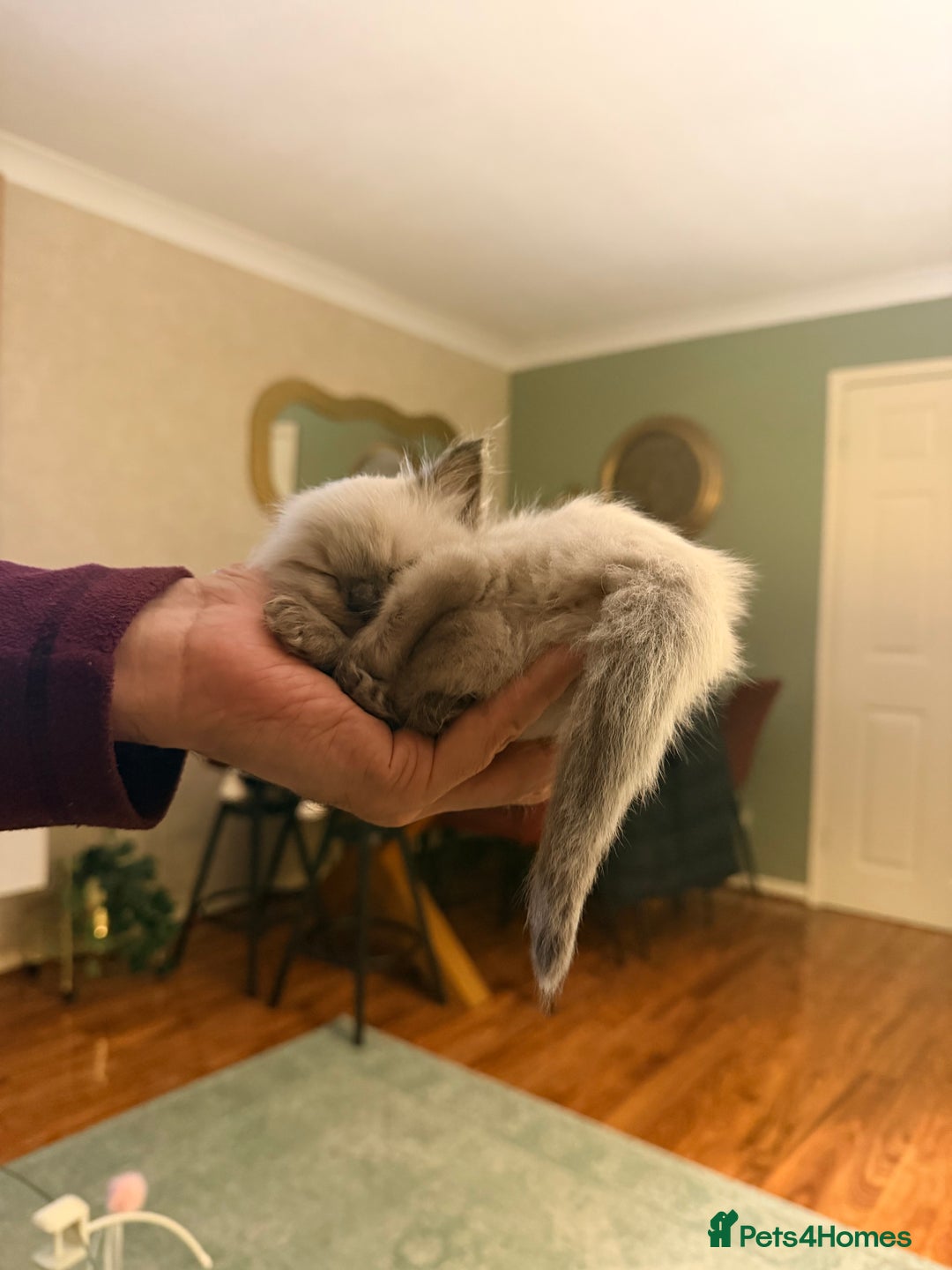 Ragdoll cats for sale: Title: Pure and  Fluffy Pedigree Ragdoll Kittens - Image 9