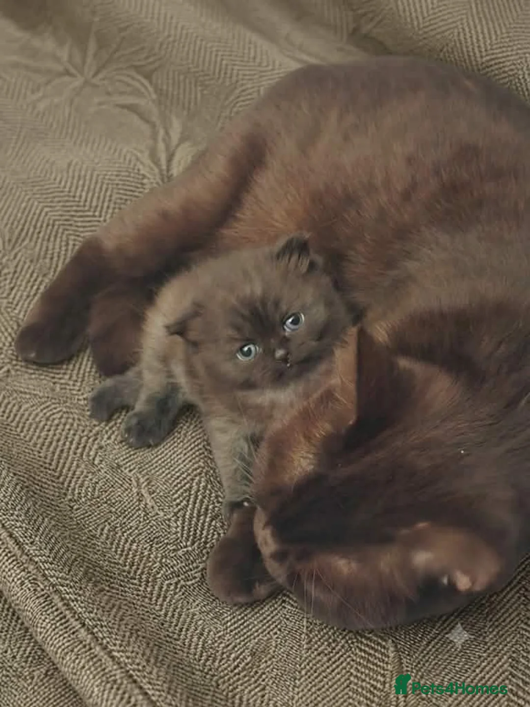 British Shorthair cats for sale: Little chocolate baby looking for a new home.❤️😛 - Advert 1