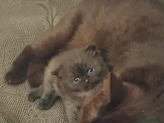 British Shorthair cats Little chocolate baby looking for a new home.❤️😛 - Advert 6