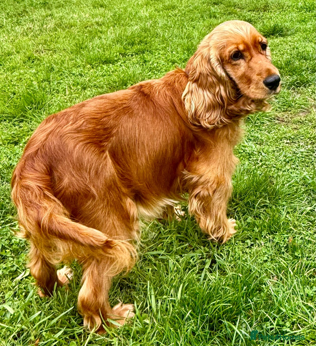 Cocker Spaniel dogs for adoption: Sunny: The Little Soul Who Escaped the Darkness - Image 2