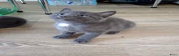 British Shorthair cats for sale: Kitten in West Drayton - Advert 7