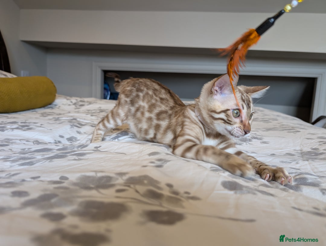 Bengal cats for sale: 🖤🤎🤍 Beautiful Bengal Kittens 🤍🤎🖤 in Barnoldswick - Image 10