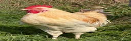 Chickens poultry for sale: CHICKENS FOR SALE – POINT OF LAY HENS & ROOSTERS in Ilfracombe - Advert 27