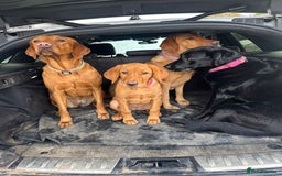 Labrador Retriever dogs for sale: Fox Red Pup “Nala” - Advert 7