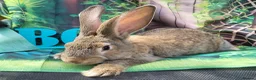 Continental Giant rabbits for sale: Continental giant rabbits  - Advert 3