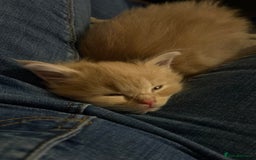 Maine Coon cats for sale: Stunning, super happy Mainecoon kittens x4 - Advert 6