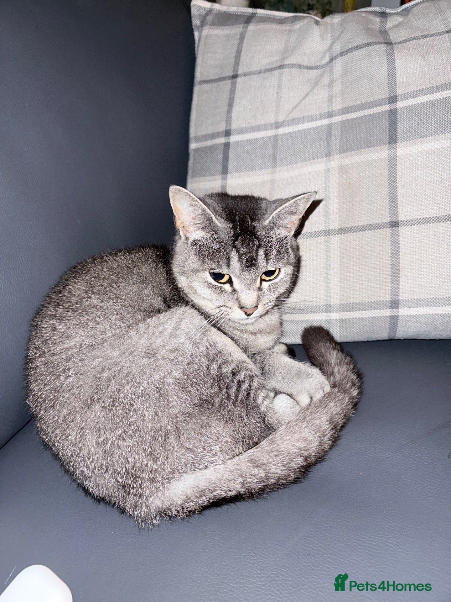 Scottish Fold cats Sweet Milky for rehome - Advert 8