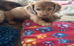 Miniature Dachshund dogs for sale: Miniature longhair dachshunds health test parents  - Image 10
