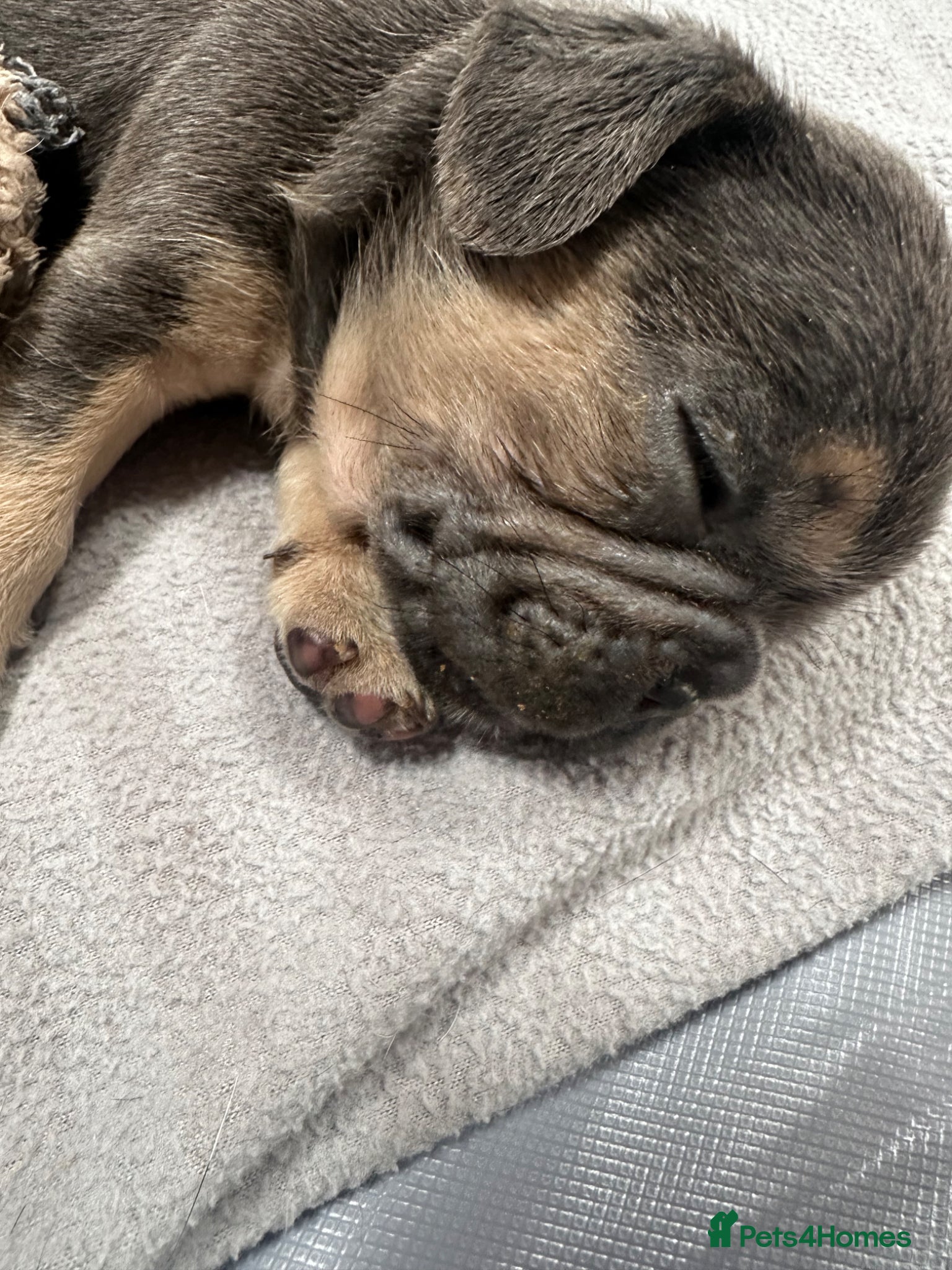 French Bulldog dogs Adorable little boy - Advert 4