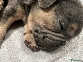 French Bulldog dogs Adorable little boy - Advert 4