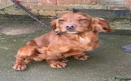 Cocker Spaniel dogs for sale: Stunning Litter of Red Cocker Spaniels  - Advert 4