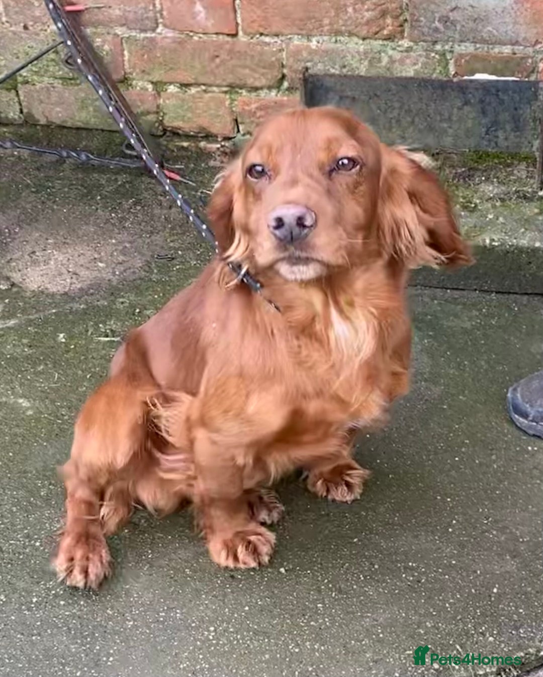 Cocker Spaniel dogs for sale: Stunning Litter of Red Cocker Spaniels  - Advert 4