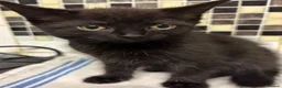 British Longhair cats for sale: Kittens - Advert 4