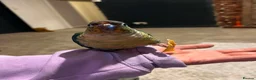 Conures birds for sale: Green Cheek Conure Looking for His Forever Home - Advert 31