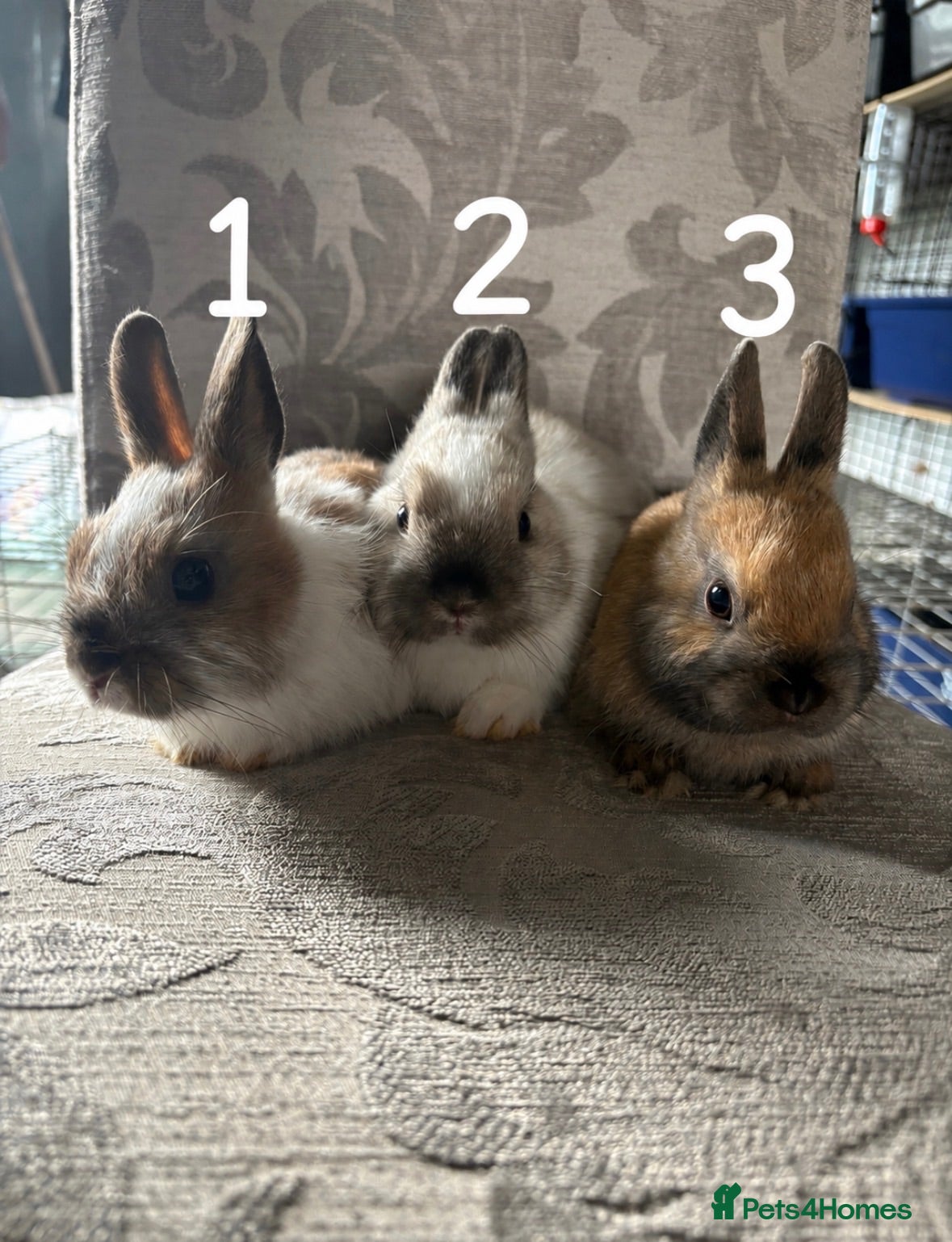 Netherland Dwarf rabbits 3 x Netherland Dwarf Bunnies * Ready now 🏡 * - Advert 9