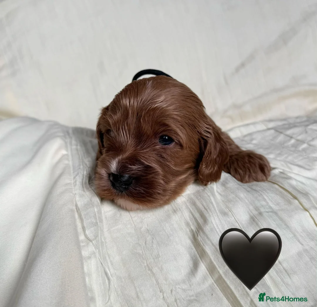 Cavapoo dogs for sale: Stunning F2 Cavapoo puppies 🩵🧡💚🖤 - Advert 15
