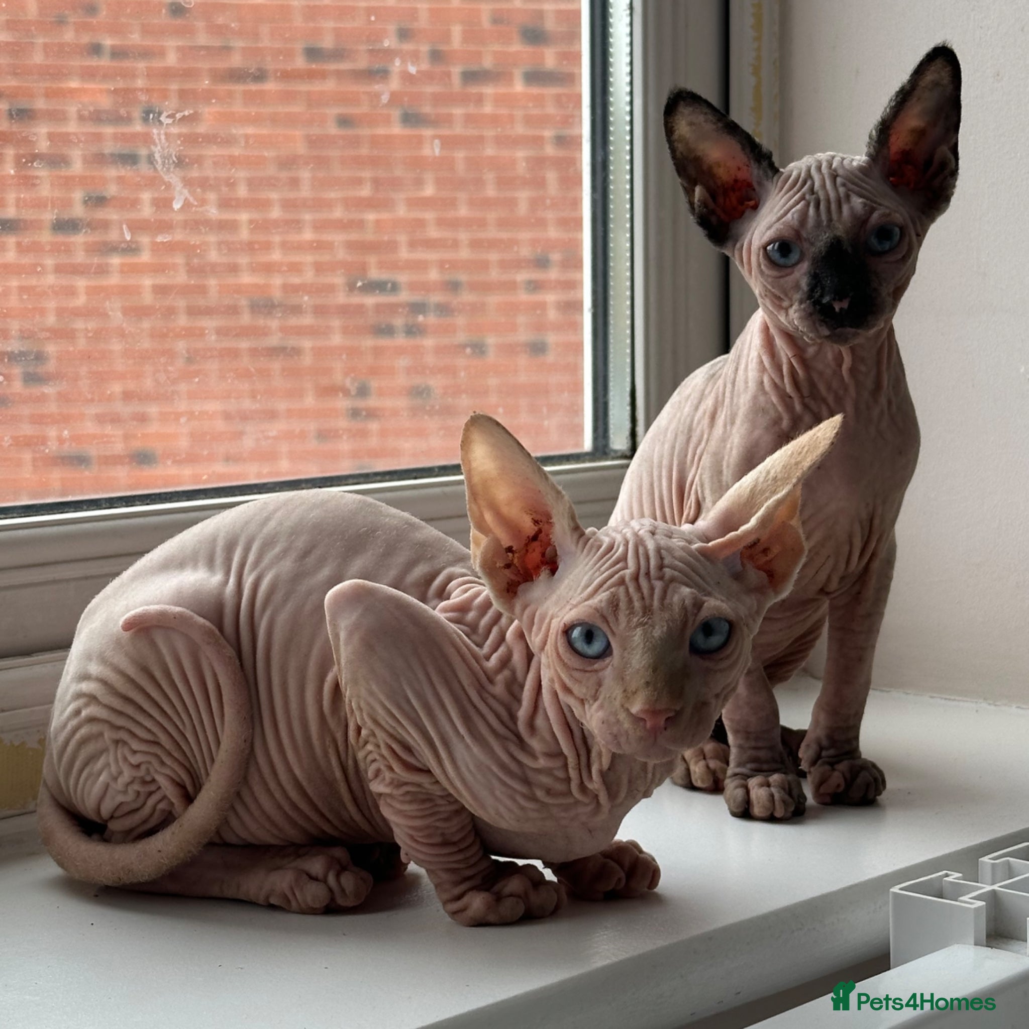 Sphynx cats Canadian sphynx kittens READY NOW ! - Advert 3