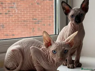 Sphynx cats Canadian sphynx kittens READY NOW ! - Advert 3