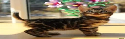 Bengal cats for sale: 3 TICA BENGAL BOYS – BROWN ROSETTED MALES – £850 - Advert 12