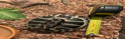 Hermann Tortoise reptiles for sale: Herman Tortoise looking for a new loving home in Southampton - Advert 7