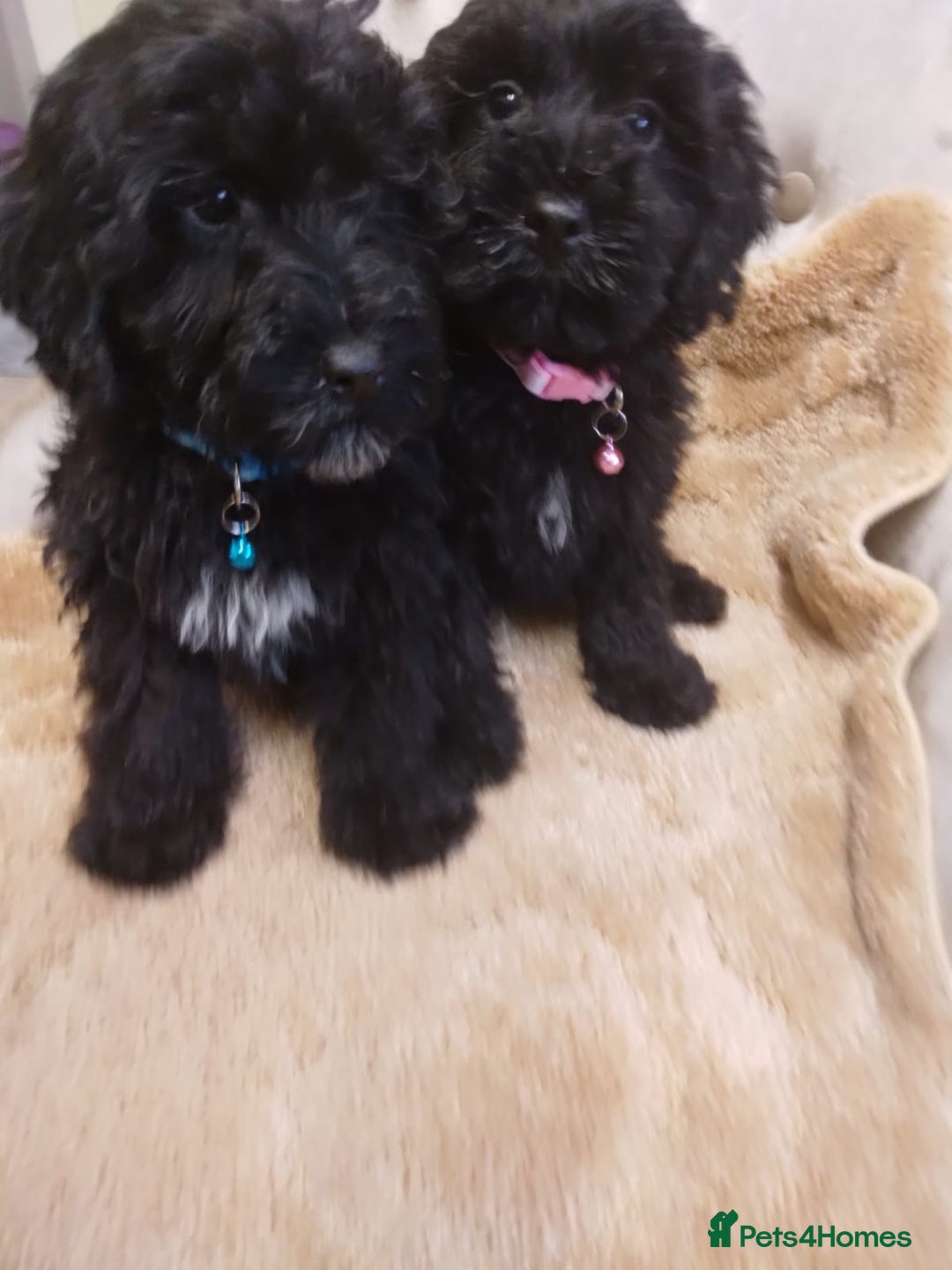 Cockapoo dogs for sale: Cockapoo - Advert 3