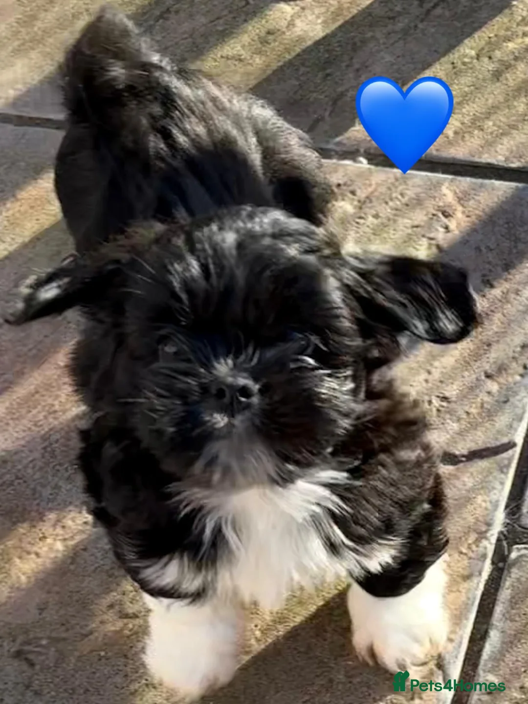 Lhasa Apso dogs for sale: Seven Beautiful RKC reg. Pups GPRA Clear in Wisbech - Advert 9