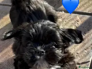 Lhasa Apso dogs Five Beautiful RKC reg. Pups GPRA Clear - Advert 2