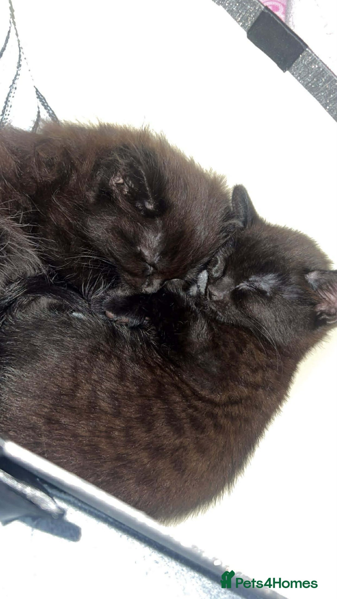 Mixed Breed cats for sale: Beautiful Kittens Looking for Loving Homes 🐾 - Advert 5