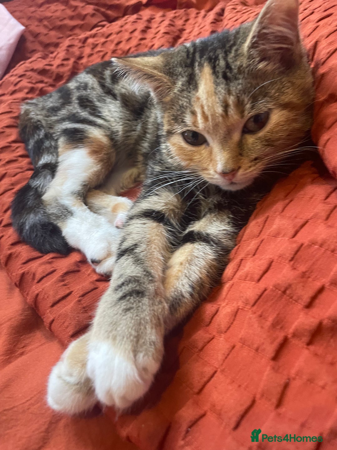 Mixed Breed cats for sale: Sheeba - Image 10