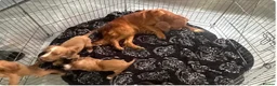 Cocker Spaniel dogs for sale: Milo  - Advert 2