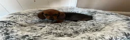 Miniature Dachshund dogs for sale: Miniature dachshund puppies - Advert 4