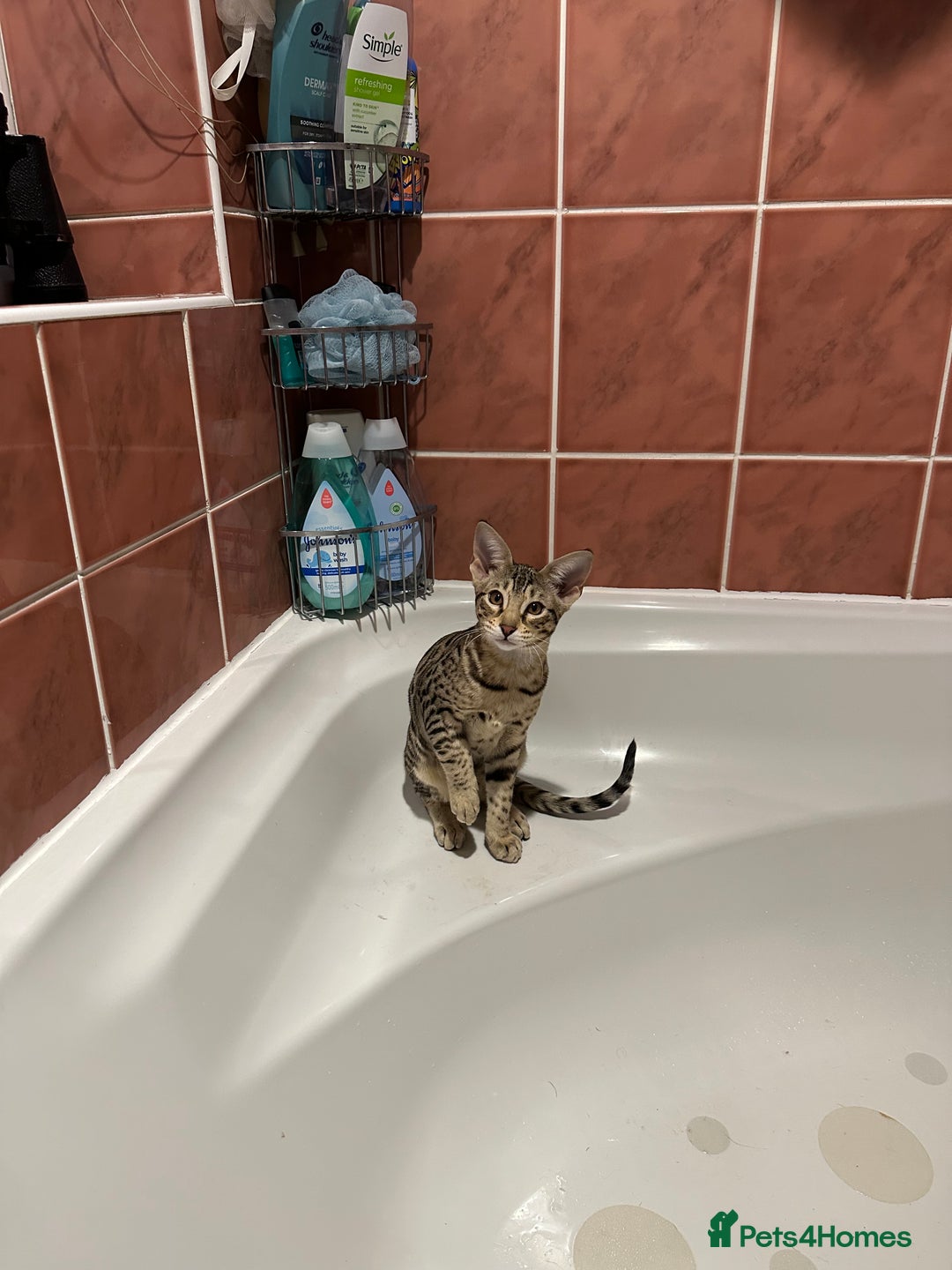 Savannah cats for sale: Savannah F4 girl kittens - Image 24