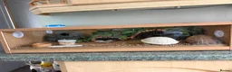 Gecko reptiles for sale: Leopard geko for sale in Ferryhill - Advert 4
