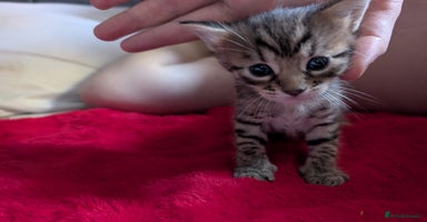 Bengal cats - Advert 6