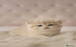 British Shorthair cats for sale: Chubby Golden Blue BSH girls - Image 18