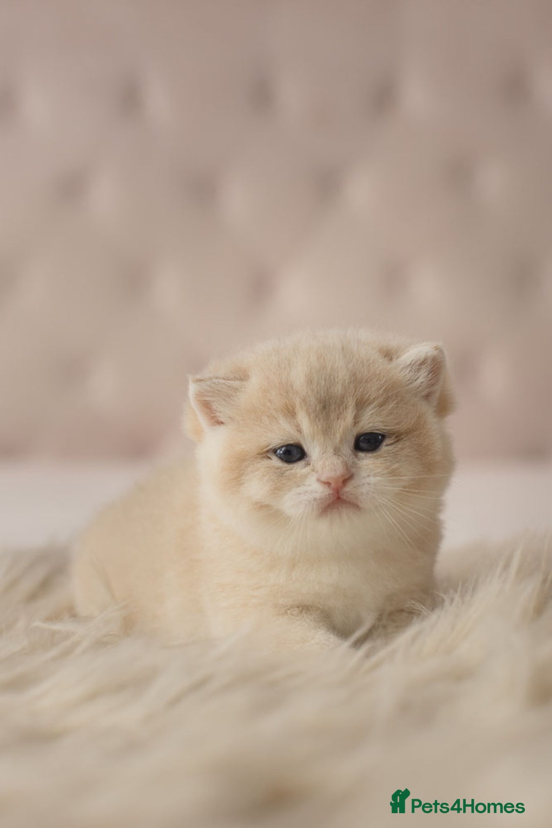 British Shorthair cats for sale: Chubby Golden Blue BSH girls - Image 18