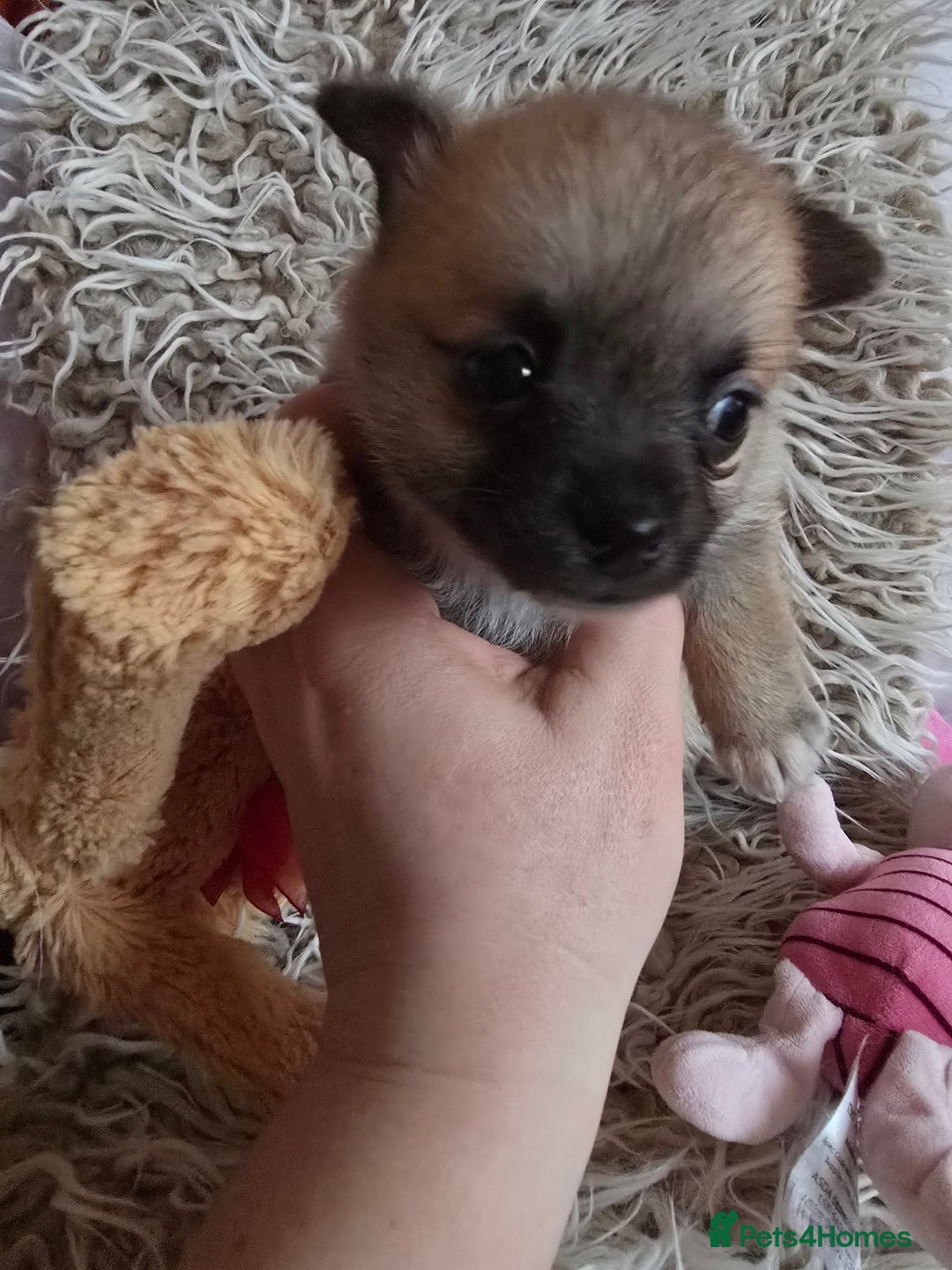 Pomchi dogs for sale: Beautiful Pomchi Puppy's ❤️  - Advert 21