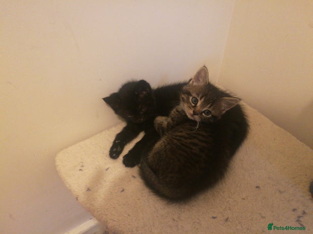 Domestic Shorthair cats - Advert 15