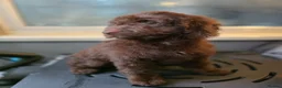Australian Labradoodle dogs for sale: Gorgeous miniature labradoodle babies - Advert 13