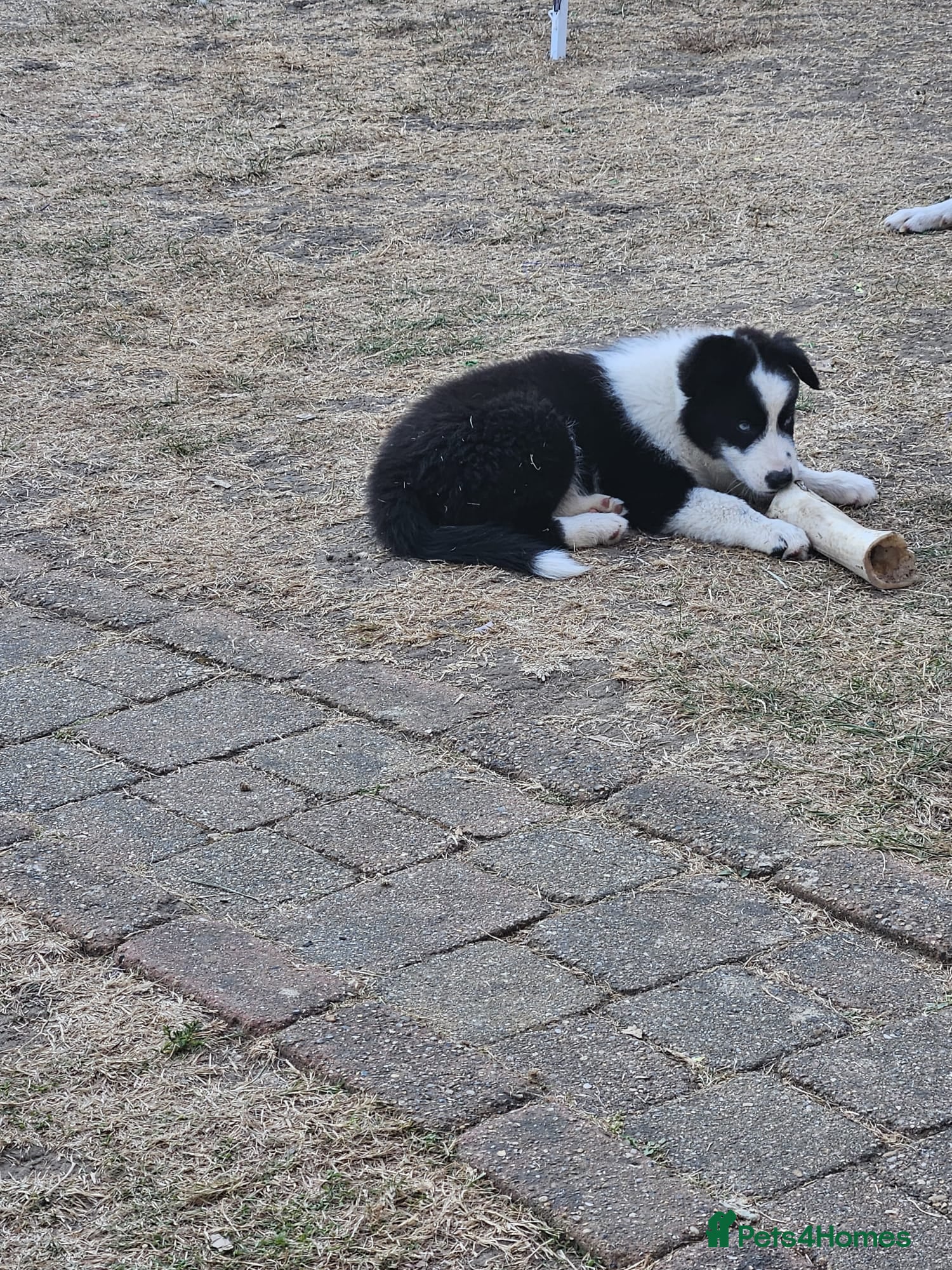 Mixed Breed dogs Border Collie/Husky Cross Puppies  - Advert 2