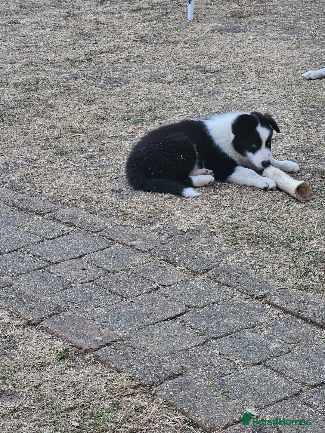Mixed Breed dogs for sale: Border Collie/Husky Cross Puppies  - Advert 2