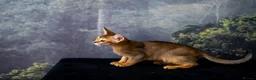 Abyssinian cats for sale: Caspian Boy - elegant, unique champion line🥇 - Advert 31