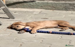 Mixed Breed dogs for adoption: THEO - a Superb Puppy Boy, for a Loving Home - Image 16