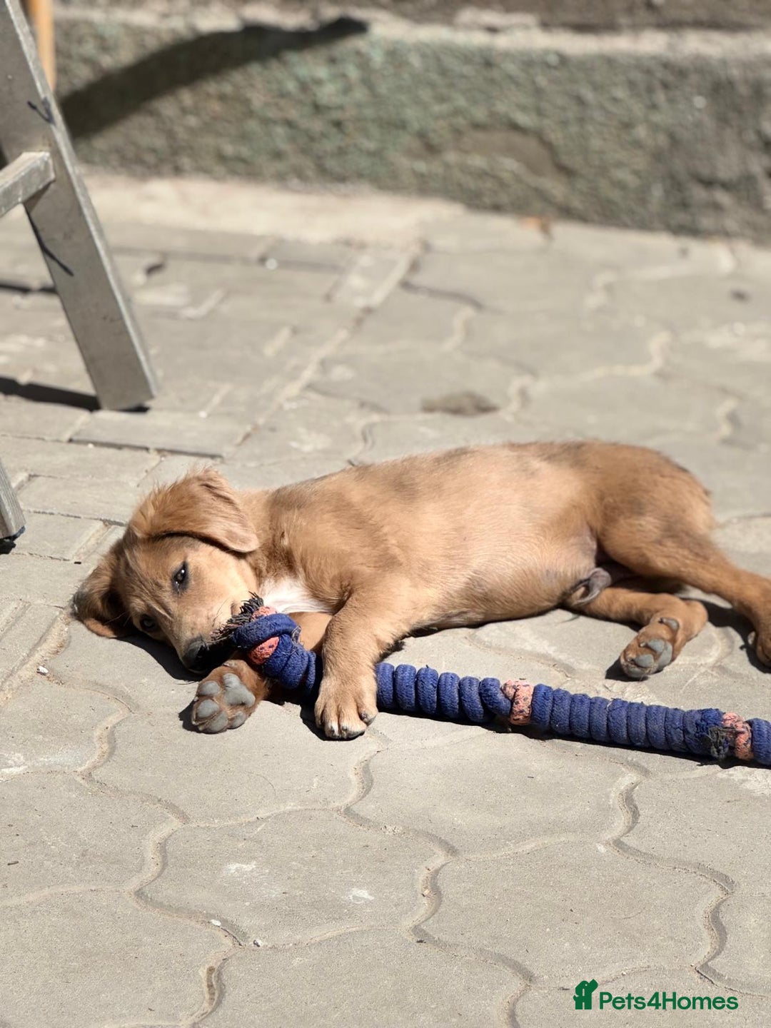 Mixed Breed dogs for adoption: THEO - a Superb Puppy Boy, for a Loving Home - Image 16