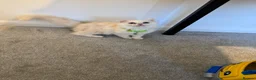 Persian cats for sale: BOY LEFT  - Advert 13