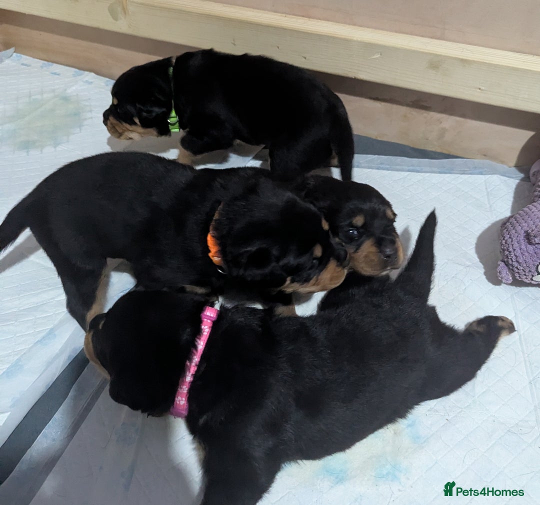 Rottweiler dogs for sale: Rottweiler puppies - Image 19
