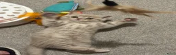 British Shorthair cats for sale: Show quality kittens BSH - Advert 13