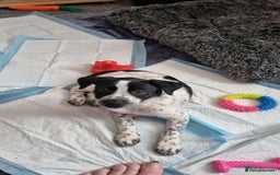 Mixed Breed dogs for sale: Lexie to home - Image 6